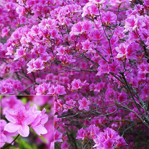 [아름다운갤러리]철쭉(자산홍) 분홍색의 꽃이 피는 품종