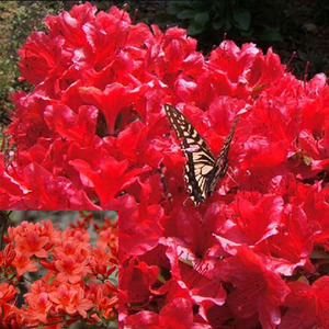 [아름다운갤러리]영산홍(철쭉베니) 진한 붉은색의 꽃이 특징
